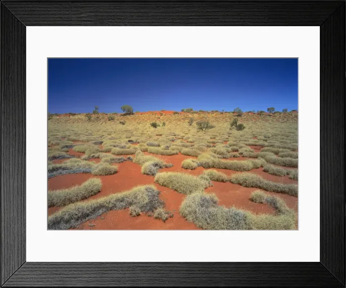 Framed Print : Little Sandy Desert, Western Australia - Spinifex covered sand dunes (Triodia sp. ) JPF28176 Framed Print : Little Sandy Desert, Western Australia - Spinifex covered sand dunes (Triodia sp. ) JPF28176