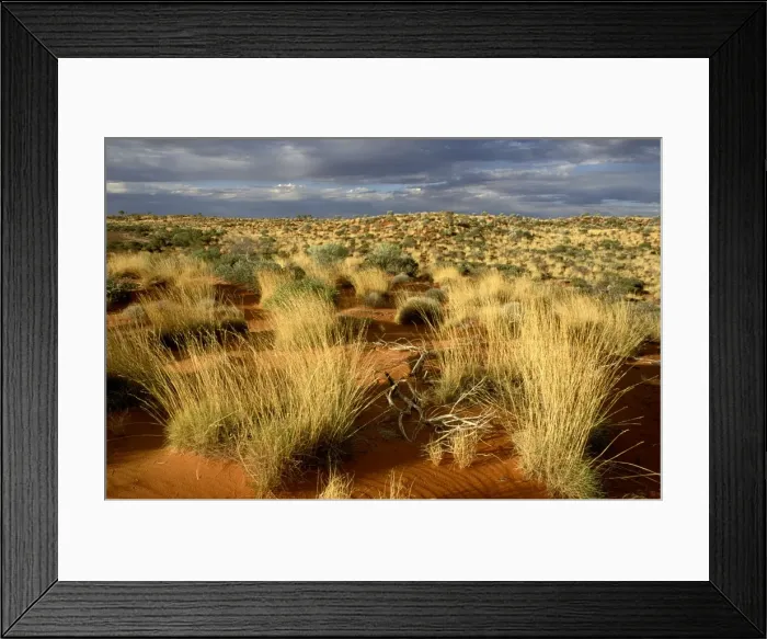Framed Print : Spinifex and desert oak on Canning Stock Route - Little Sandy Desert, Western Australia, Australia JPF28419 Framed Print : Spinifex and desert oak on Canning Stock Route - Little Sandy Desert, Western Australia, Australia JPF28419