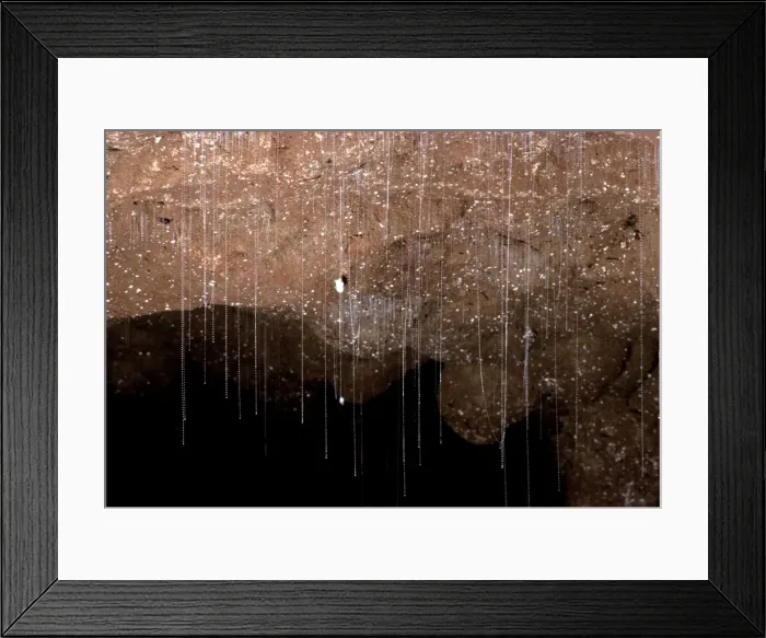 Framed Print : Glow Worms - Suspended from cave roof with sticky silken threads to snare food, Waitomo Caves, King Country, New Zealand JPF11798 Framed Print : Glow Worms - Suspended from cave roof with sticky silken threads to snare food, Waitomo Caves, King Country, New Zealand JPF11798