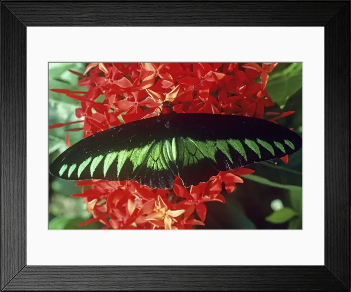 Framed Print : Rajah Brooke's birdwing butterfly - Male - Peninsular Malaysia JPF19181 Framed Print : Rajah Brooke's birdwing butterfly - Male - Peninsular Malaysia JPF19181