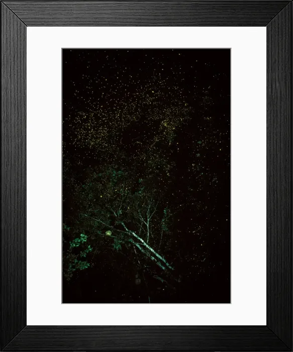 Framed Print : Firefly - mass at night, Western Sepik, Papua New Guinea JPF27239