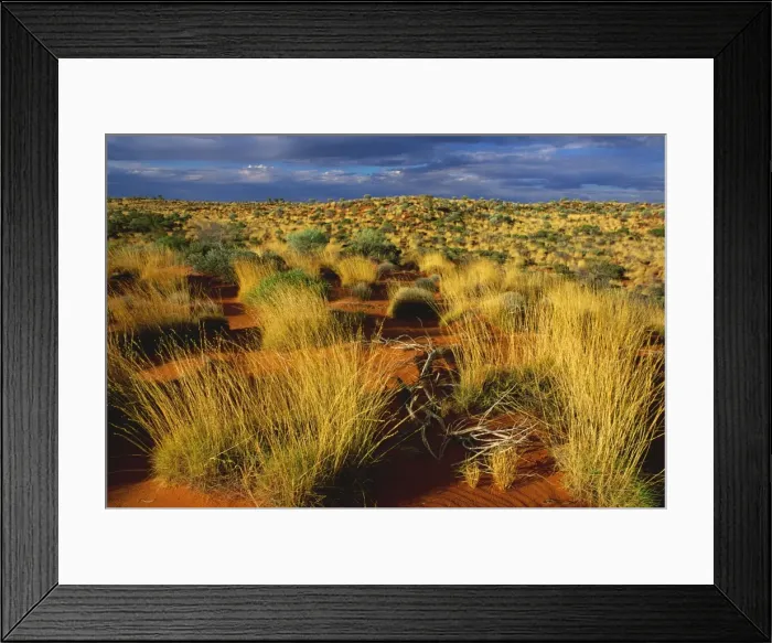 Framed Print : Sand dunes with spinifex and Desert oak on Canning Stock Route, Little Sandy Desert, Western Australia JPF28417 Framed Print : Sand dunes with spinifex and Desert oak on Canning Stock Route, Little Sandy Desert, Western Australia JPF28417