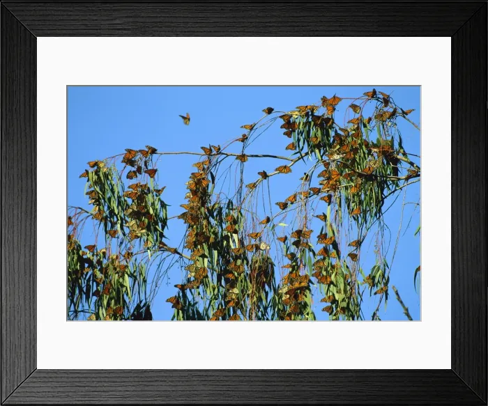 Framed Print : Wanderer / Monarch Butterfly - Winter migration, California, USA JPF30589 Framed Print : Wanderer / Monarch Butterfly - Winter migration, California, USA JPF30589