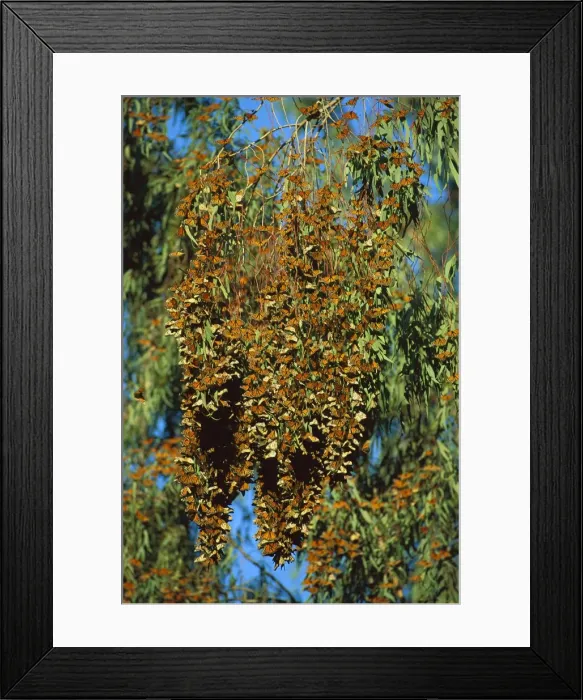 Framed Print : Wanderer / Monarch Butterfly - massed during winter migration, Santa Cruz, California, USA JPF30566 Framed Print : Wanderer / Monarch Butterfly - massed during winter migration, Santa Cruz, California, USA JPF30566