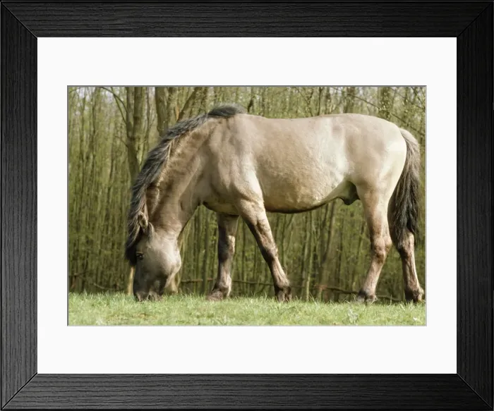 Framed Print : Tarpan JPF 1353 Wild Horse © Jean-Paul Ferrero / ARDEA LONDON Framed Print : Tarpan JPF 1353 Wild Horse © Jean-Paul Ferrero / ARDEA LONDON