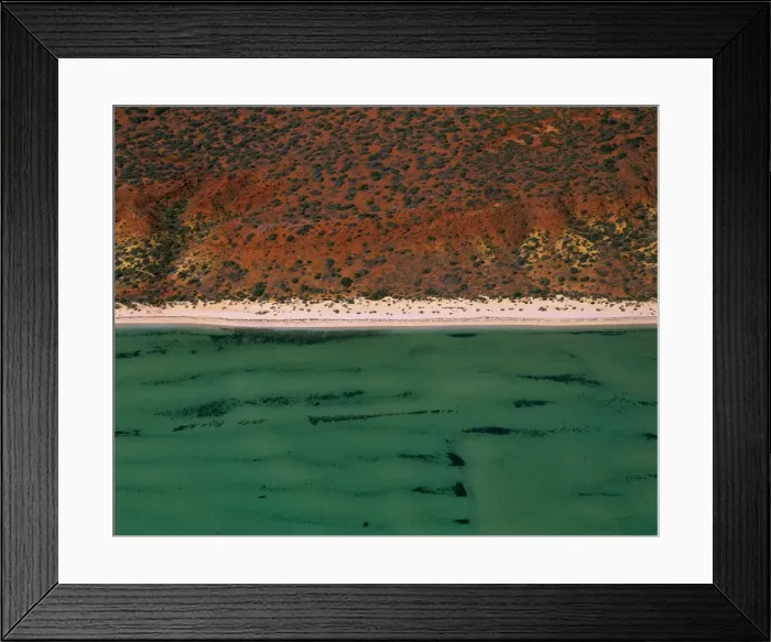 Framed Print : Seagrass bed / dugong habitat at Herald Bight (Dugong dugon) Shark Bay, Peron Peninsula, Western Australia JPF43590 Framed Print : Seagrass bed / dugong habitat at Herald Bight (Dugong dugon) Shark Bay, Peron Peninsula, Western Australia JPF43590