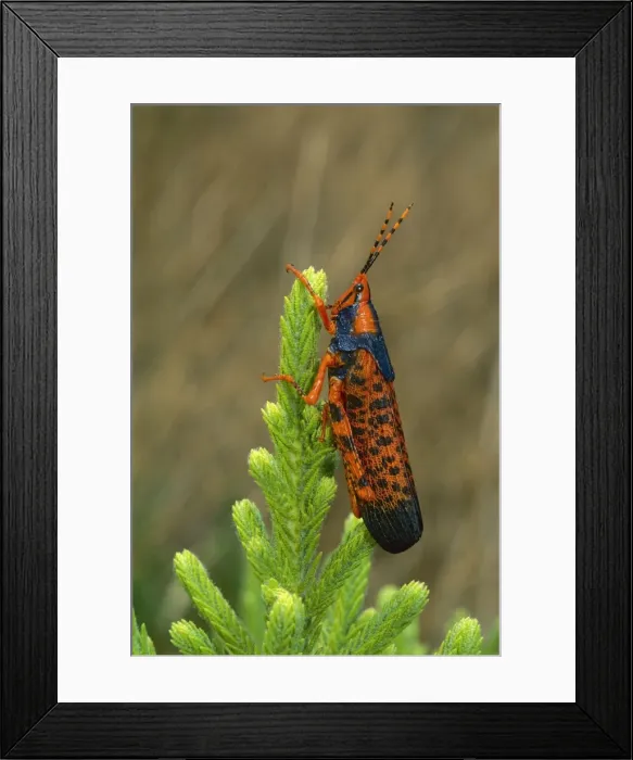 Framed Print : Leichhardt's grasshopper - on host plant Pytirodia sp. - Kakadu National Park (World Heritage Area) - Northern Territory, Australia JPF50837 Framed Print : Leichhardt's grasshopper - on host plant Pytirodia sp. - Kakadu National Park (World Heritage Area) - Northern Territory, Australia JPF50837