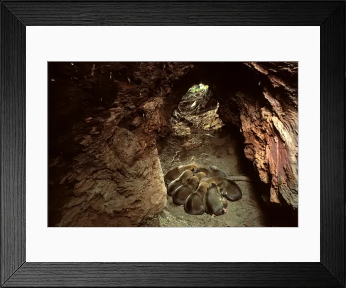 Framed Print : Dingo - three-day-old pups in den, Southern New South Wales, Australia JPF52095