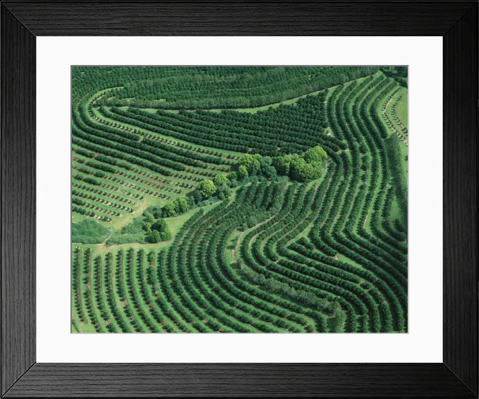Framed Print : Aerial - Macadamia plantation Sunshine Coast, Queensland, Australia JPF52280 Framed Print : Aerial - Macadamia plantation Sunshine Coast, Queensland, Australia JPF52280