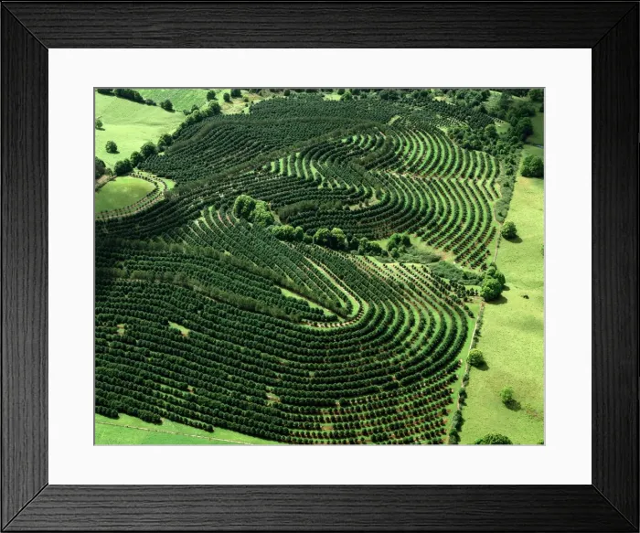 Framed Print : Aerial - Macadamia plantation Sunshine Coast, Queensland, Australia JPF52278 Framed Print : Aerial - Macadamia plantation Sunshine Coast, Queensland, Australia JPF52278
