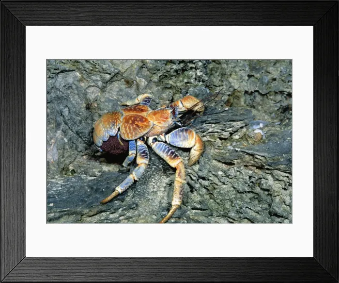 Framed Print : Robber / Coconut Crab - Female carrying eggs to the sea - Christmas Island - Indian Ocean (Australian Territory) JPF35931 Framed Print : Robber / Coconut Crab - Female carrying eggs to the sea - Christmas Island - Indian Ocean (Australian Territory) JPF35931