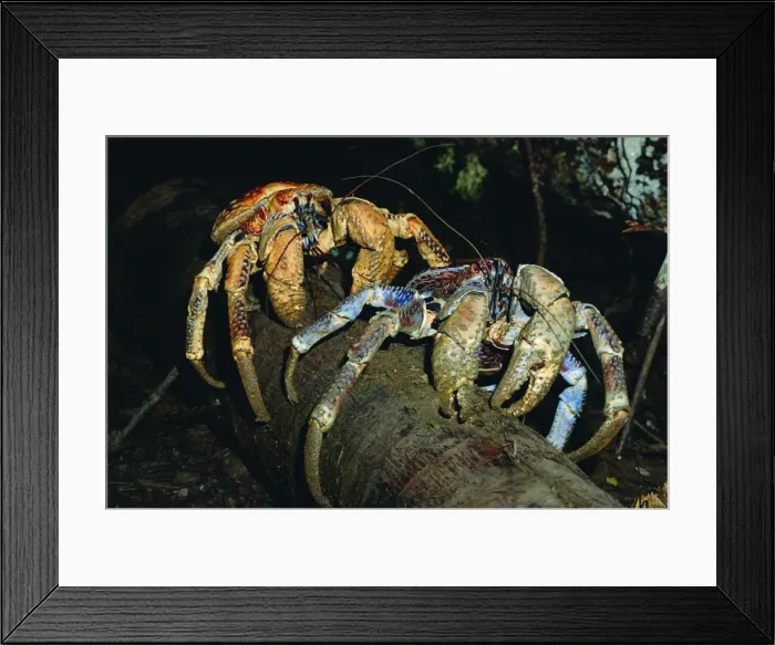 Framed Print : Robber / Coconut Crab - Feeding on Arenga palm pith fibres - Christmas Island - Indian Ocean (Australian Territory) JPF35922 Framed Print : Robber / Coconut Crab - Feeding on Arenga palm pith fibres - Christmas Island - Indian Ocean (Australian Territory) JPF35922