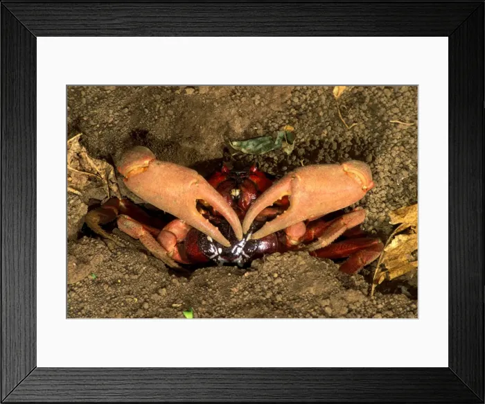 Framed Print : Red Crab (a land crab) - Mating pair outside burrow (usually inside) - Christmas Island - Indian Ocean (Australian Territory) JPF35568 Framed Print : Red Crab (a land crab) - Mating pair outside burrow (usually inside) - Christmas Island - Indian Ocean (Australian Territory) JPF35568