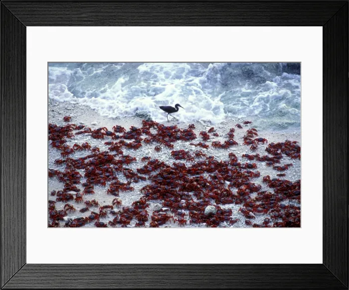 Framed Print : Red Crab (a land crab) - Males on beach ‘dipping to replenish water / salt - Christmas Island - Indian Ocean (Australian Territory) JPF35399 Framed Print : Red Crab (a land crab) - Males on beach ‘dipping to replenish water / salt - Christmas Island - Indian Ocean (Australian Territory) JPF35399