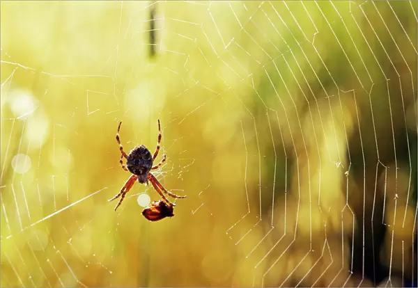 Garden Spider - With prey in web - Australia JPF01974