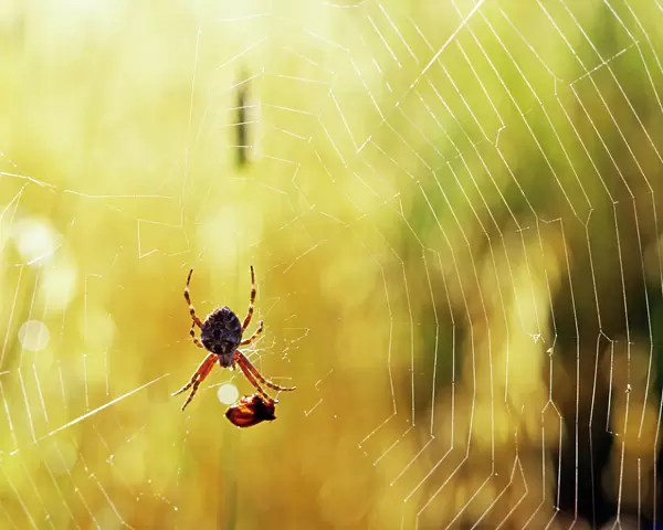 Garden Spider - With prey in web - Australia JPF01974