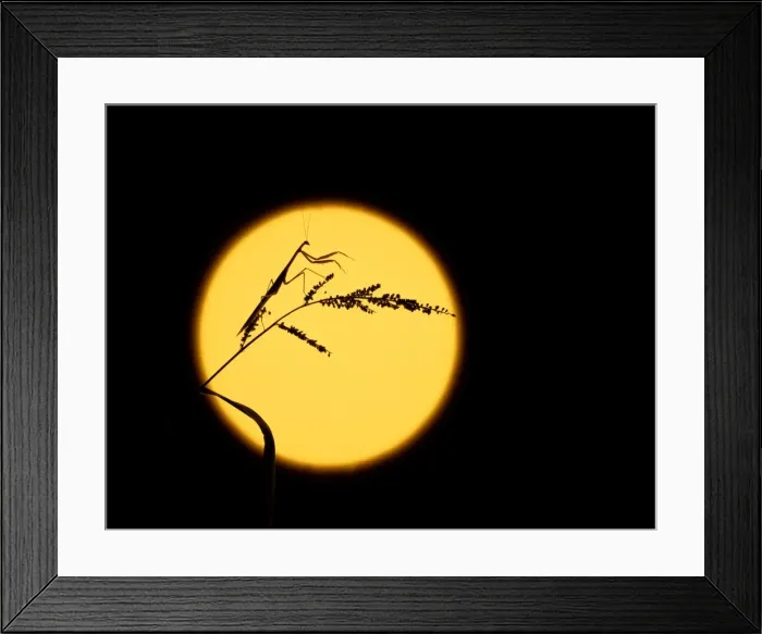 Framed Print : Purple-winged Mantid - Silhouetted against the moon, New South Wales, Australia JPF02943 Framed Print : Purple-winged Mantid - Silhouetted against the moon, New South Wales, Australia JPF02943