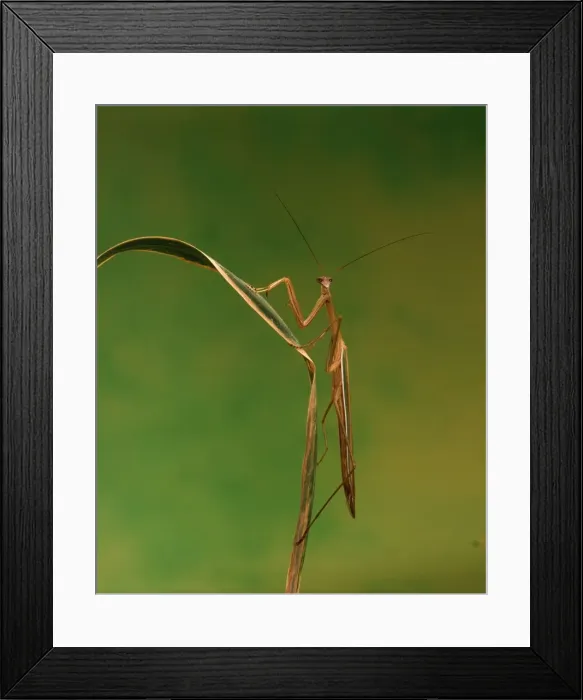 Framed Print : Purple-winged Mantid - Australia JPF02937 Framed Print : Purple-winged Mantid - Australia JPF02937