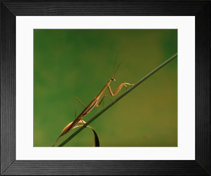 Framed Print : Purple-winged Mantid - New South Wales - Australia JPF02935 Framed Print : Purple-winged Mantid - New South Wales - Australia JPF02935