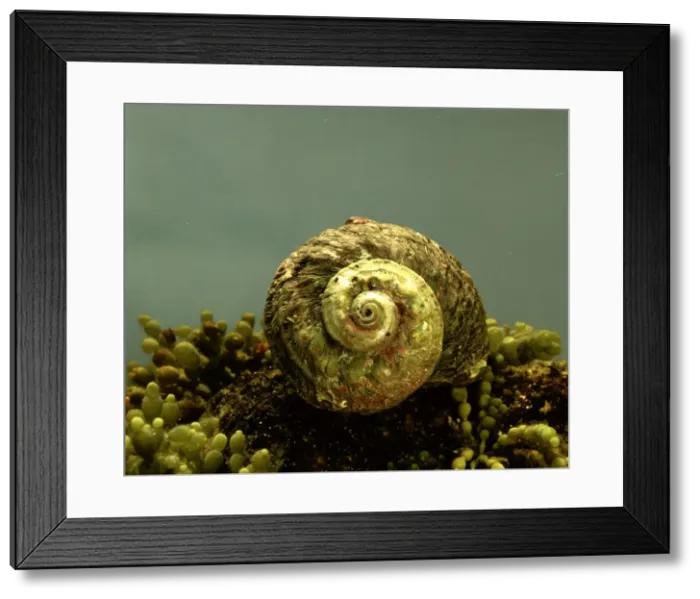 Framed Print : Rough / Sydney Turban Shell - Occurs on the southeastern coast of Australia at depth 1. 5 metres, Australia JPF02970 Framed Print : Rough / Sydney Turban Shell - Occurs on the southeastern coast of Australia at depth 1. 5 metres, Australia JPF02970