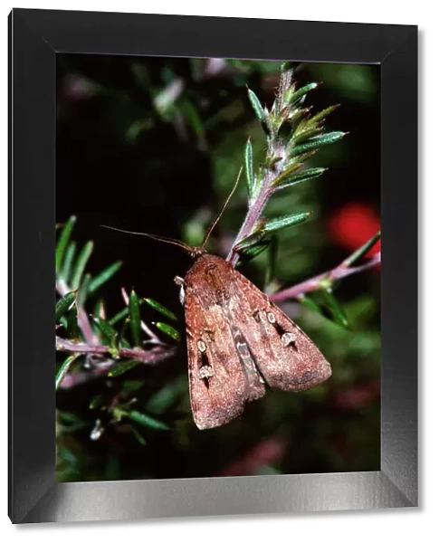 Bogong Moth - Single on branchlet, during spring migration, Australia JPF03348