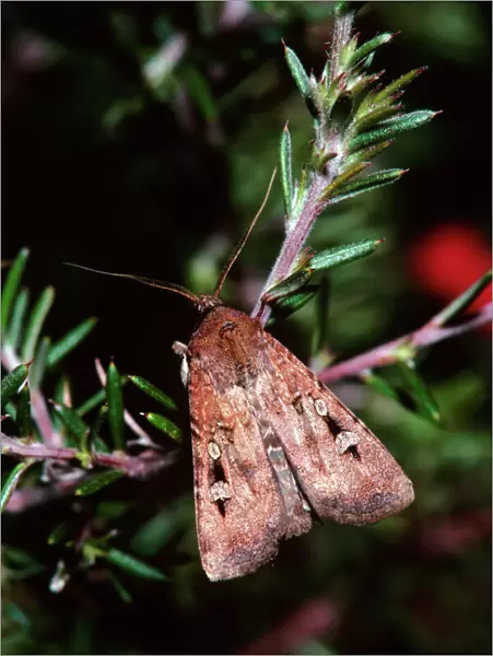 Bogong Moth - Single on branchlet, during spring migration, Australia JPF03348