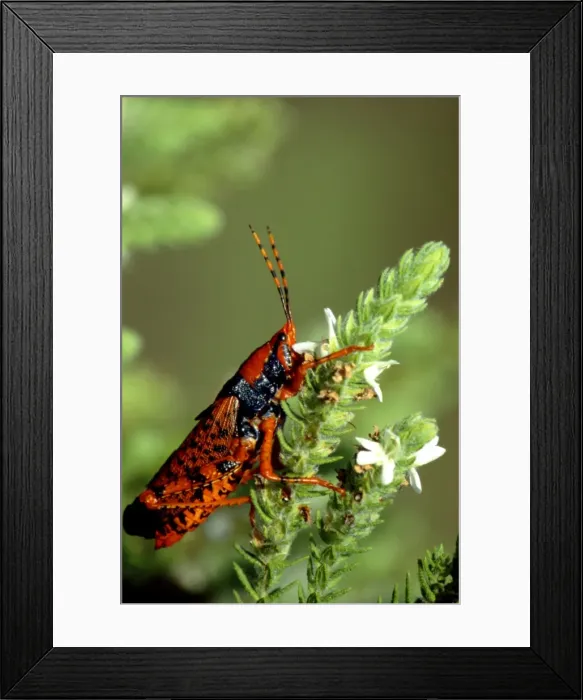 Framed Print : Leichhardt's Grasshopper - On host plant (Pityrodia jamesii) - Kakadu National Park (World Heritage Area), Northern Territory, Australia JPF51087 Framed Print : Leichhardt's Grasshopper - On host plant (Pityrodia jamesii) - Kakadu National Park (World Heritage Area), Northern Territory, Australia JPF51087