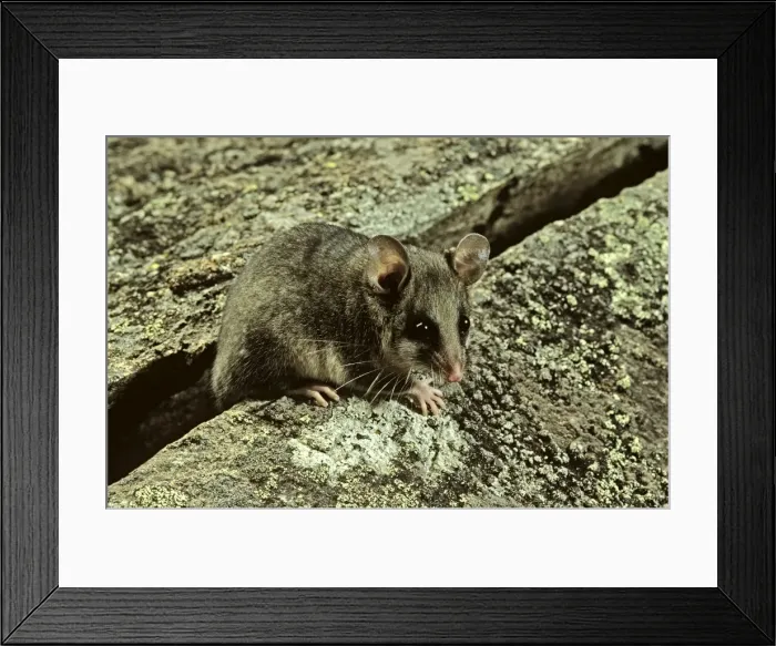 Framed Print : Mountain Pygmy-Possum - Kosciuszko National Park, New South Wales, Australia, Alpine and subalpine regions within shrubby heathland in the snow country of New South Wales and Victoria, Australia JPF02752 Framed Print : Mountain Pygmy-Possum - Kosciuszko National Park, New South Wales, Australia, Alpine and subalpine regions within shrubby heathland in the snow country of New South Wales and Victoria, Australia JPF02752