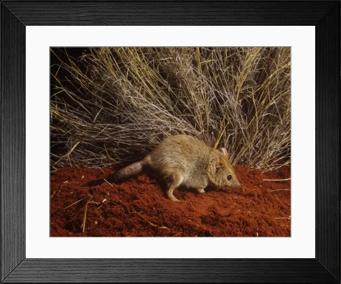 Framed Print : Mulgara / Crest-tailed Marsupial Mouse Framed Print : Mulgara / Crest-tailed Marsupial Mouse
