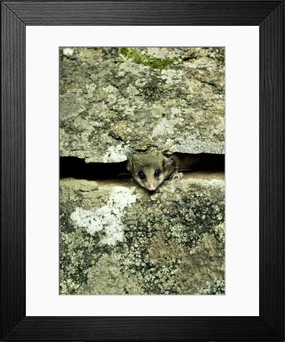 Framed Print : Mountain Pygmy-Possum - Peaking through crevice in rock - Kosciuszko National Park - New South Wales - Australia JPF02736
