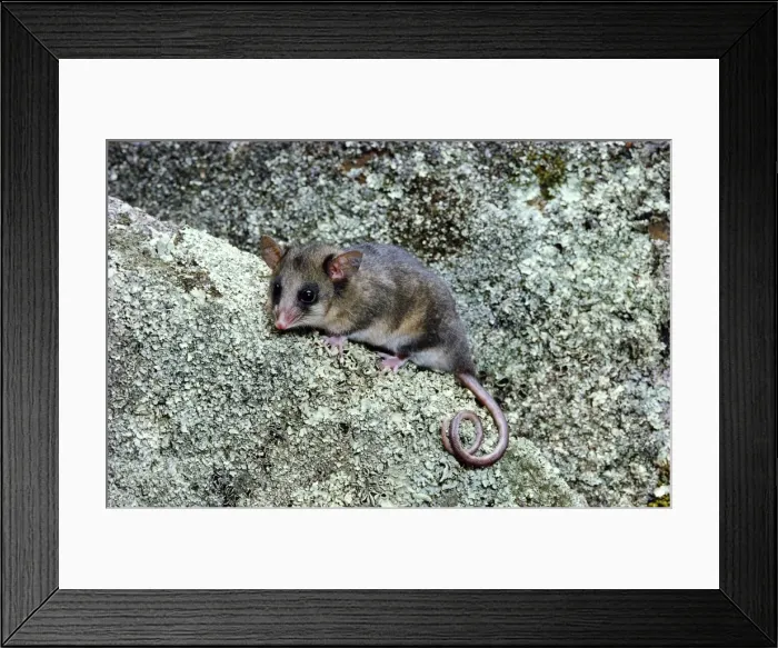 Framed Print : Mountain Pygmy-Possum - On rock - Kosciuszko National Park - New South Wales - Australia JPF02767 Framed Print : Mountain Pygmy-Possum - On rock - Kosciuszko National Park - New South Wales - Australia JPF02767