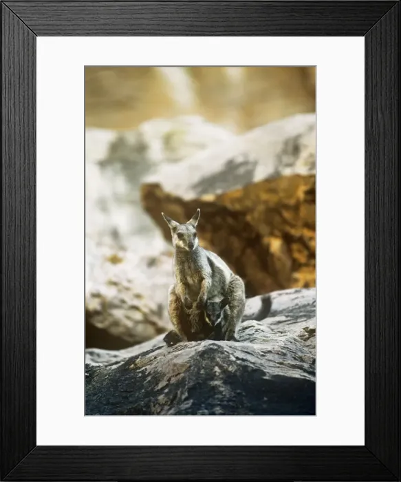 Framed Print : Brush Tail Rock Wallaby Simpson's Gap National Park Macdonnell Ranges Australia Framed Print : Brush Tail Rock Wallaby Simpson's Gap National Park Macdonnell Ranges Australia