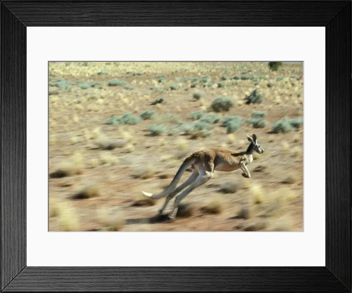 Framed Print : Red Kangaroo - in motion Western New South Wales, Australia Framed Print : Red Kangaroo - in motion Western New South Wales, Australia