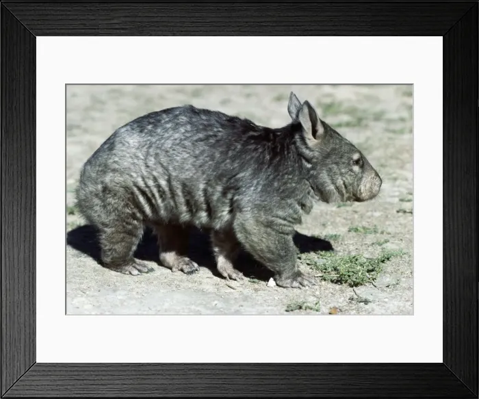 Framed Print : Hairy Nosed Wombat JPF 2941 Lasiorhinus latifions © Jean Paul Ferrero ARDEA LONDON Framed Print : Hairy Nosed Wombat JPF 2941 Lasiorhinus latifions © Jean Paul Ferrero ARDEA LONDON