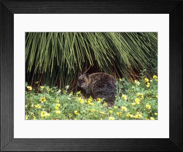 Framed Print : Spectacled Hare-wallaby Western Australia Framed Print : Spectacled Hare-wallaby Western Australia