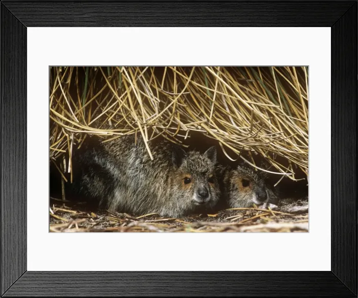 Framed Print : Spectacled Hare-wallaby - two sheltering under vegetation Framed Print : Spectacled Hare-wallaby - two sheltering under vegetation