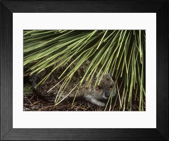 Framed Print : Spectacled Hare-wallaby - adult sheltering under long grass Western Australia Framed Print : Spectacled Hare-wallaby - adult sheltering under long grass Western Australia