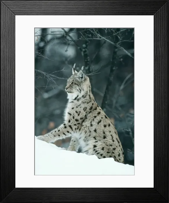 Framed Print : Paradel Lynx JPF 4118 Lynx pardina © Jean-Paul Ferrero / ARDEA LONDON Framed Print : Paradel Lynx JPF 4118 Lynx pardina © Jean-Paul Ferrero / ARDEA LONDON