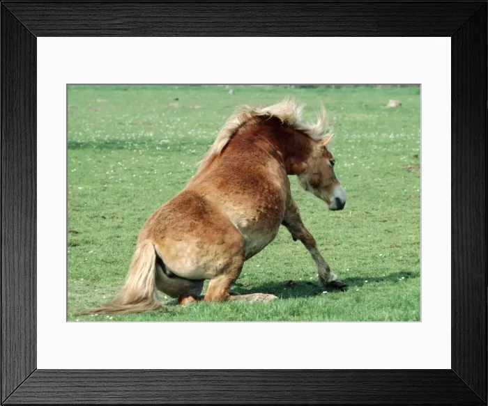 Framed Print : Haflinger Pony JPF 4301 Horse sitting down - Austria © Jean-Paul Ferrero / ARDEA LONDON Framed Print : Haflinger Pony JPF 4301 Horse sitting down - Austria © Jean-Paul Ferrero / ARDEA LONDON