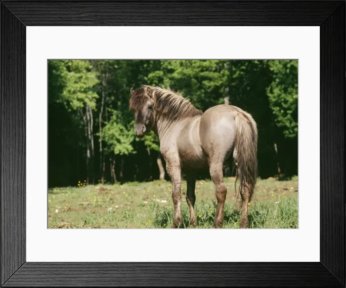 Framed Print : Tarpan JPF 4309 Wild Horse © Jean-Paul Ferrero / ARDEA LONDON Framed Print : Tarpan JPF 4309 Wild Horse © Jean-Paul Ferrero / ARDEA LONDON