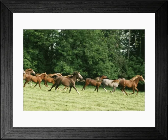 Framed Print : Arab Horse JPF 4848 © Jean-Paul Ferrero / ARDEA LONDON Framed Print : Arab Horse JPF 4848 © Jean-Paul Ferrero / ARDEA LONDON