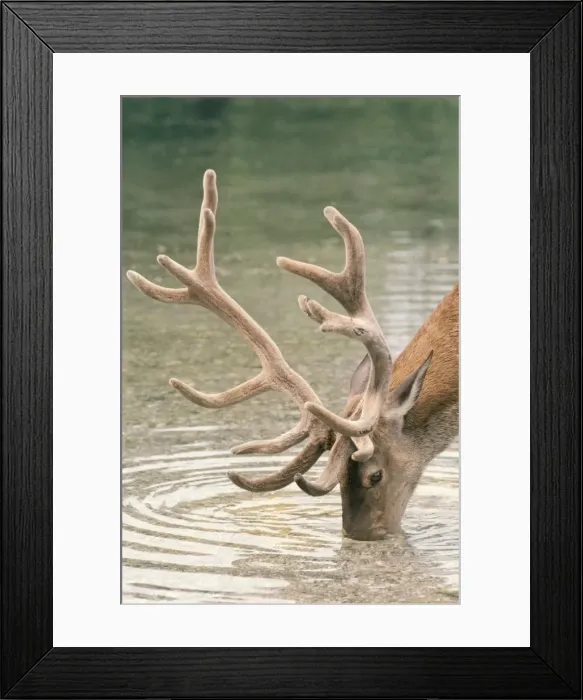 Framed Print : Red Deer - male drinking Framed Print : Red Deer - male drinking