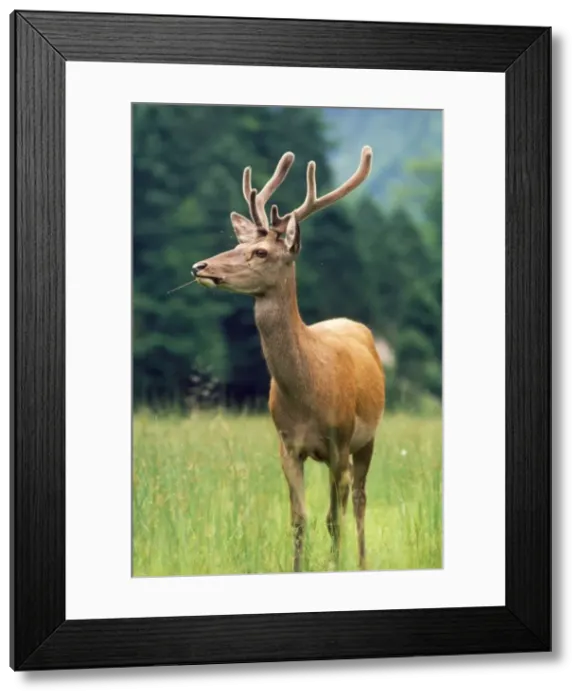 Framed Print : Red Deer. JPF-4936. RED DEER. Cervus elaphus Framed Print : Red Deer. JPF-4936. RED DEER. Cervus elaphus
