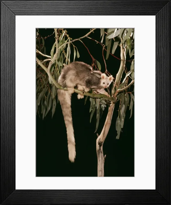 Framed Print : Greater Glider JPF 5110 Light Phase Schoinobates volans © Jean-Paul Ferrero / ARDEA LONDON Framed Print : Greater Glider JPF 5110 Light Phase Schoinobates volans © Jean-Paul Ferrero / ARDEA LONDON