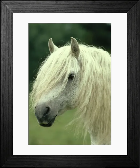 Framed Print : Horse JPF 5507 Connemara Pony, Stallion. © Jean-Paul Ferrero / ARDEA LONDON Framed Print : Horse JPF 5507 Connemara Pony, Stallion. © Jean-Paul Ferrero / ARDEA LONDON
