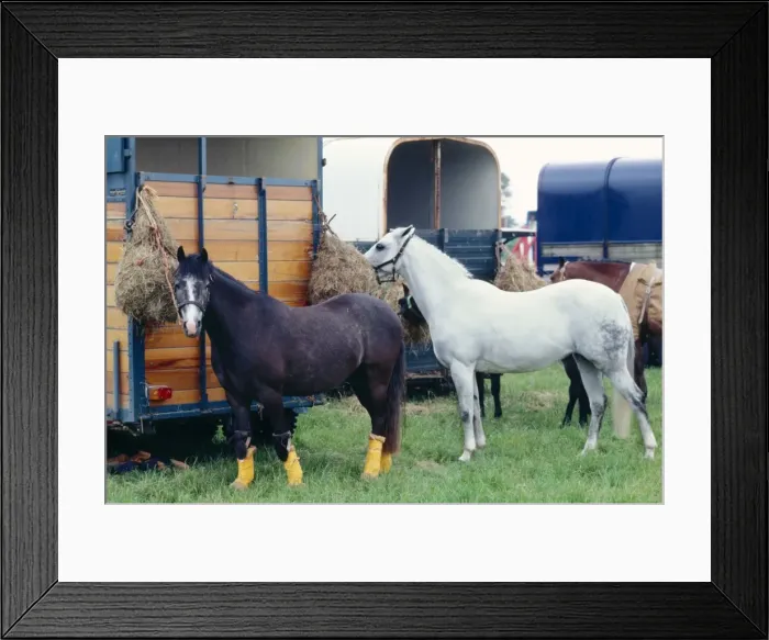 Framed Print : Horses by Trailers JPF 5597 Ponies during a show © Jean-Paul Ferrero / ARDEA LONDON Framed Print : Horses by Trailers JPF 5597 Ponies during a show © Jean-Paul Ferrero / ARDEA LONDON