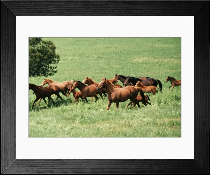 Framed Print : Horse JPF 5694 Thoroughbred stud farm N. S. W. Australia © Jean-Paul Ferrero  /  ARDEA LONDON