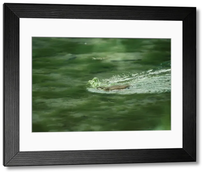 Framed Print : Musk-Rat JPF 5989 Swimming with plant nesting material Ondatra zibethicus © Jean-Paul Ferrero / ARDEA LONDON Framed Print : Musk-Rat JPF 5989 Swimming with plant nesting material Ondatra zibethicus © Jean-Paul Ferrero / ARDEA LONDON
