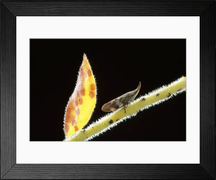 Framed Print : Spittlebug - adult Australia