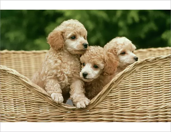 Dog JPF 6722 Poodle toy puppies © Jean-Paul Ferrero  /  ARDEA LONDON